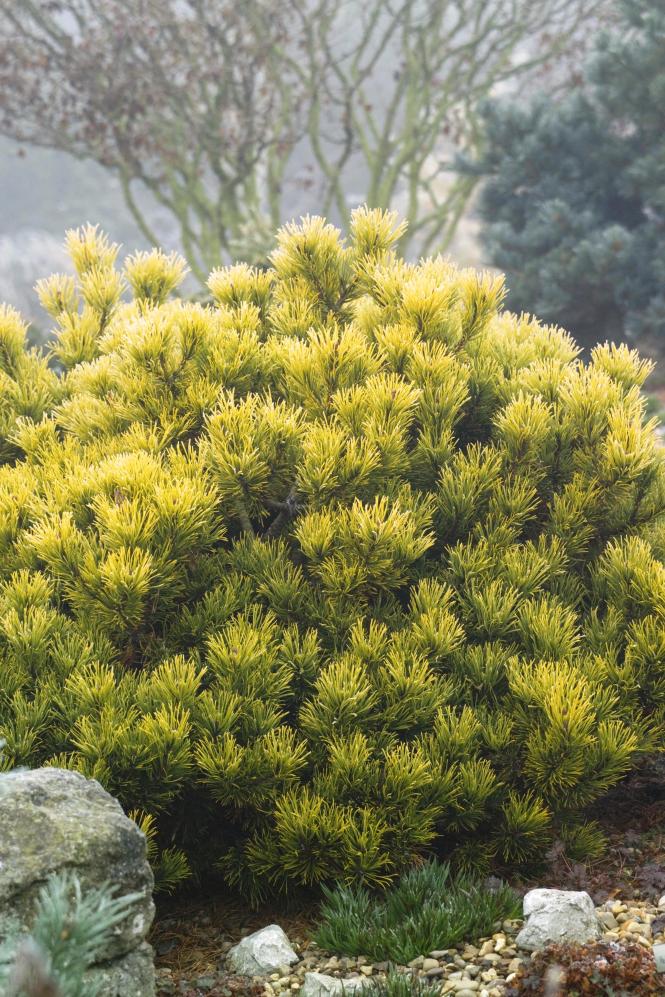 http://www.monrovia.com/plant-catalog/plants/3415/carstens-wintergold-mugo-pine/