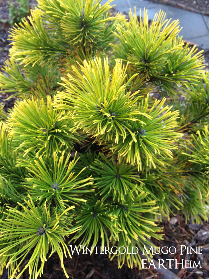 Wintergold Mugo Pine