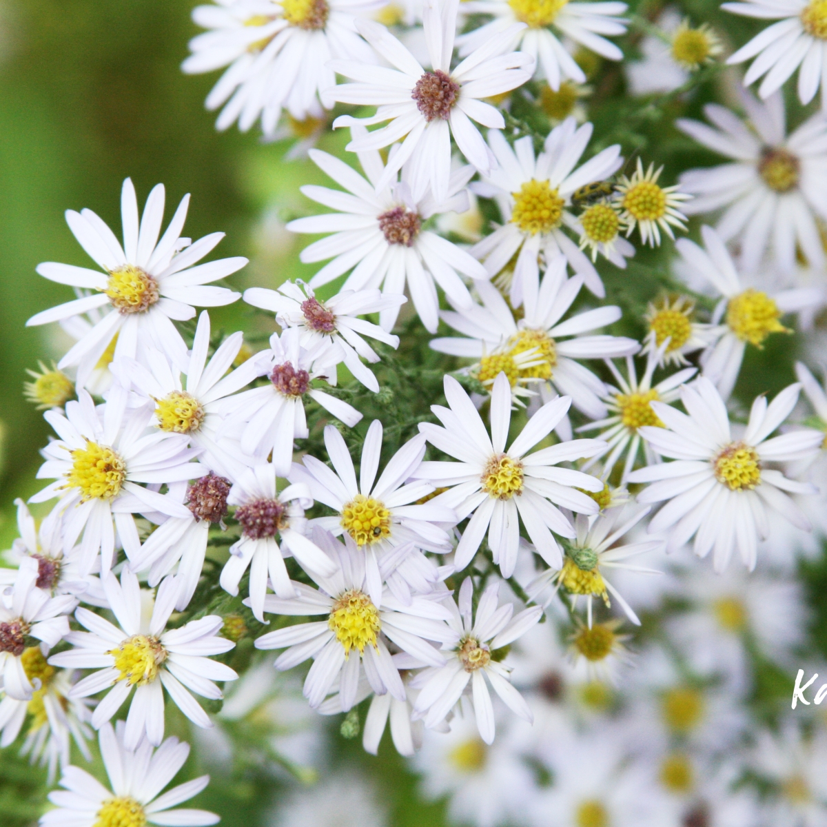 Native Asters