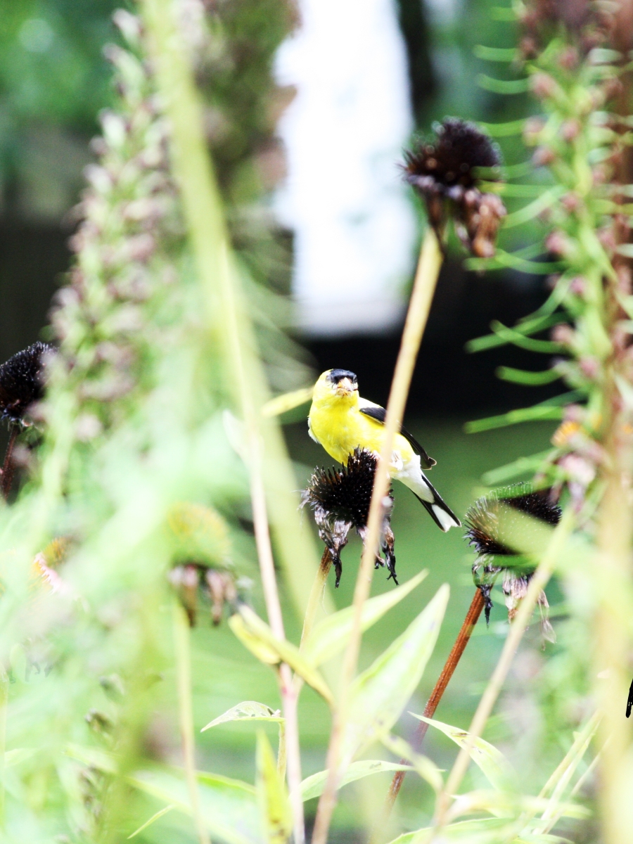 Leave Coneflowers for Goldfinches