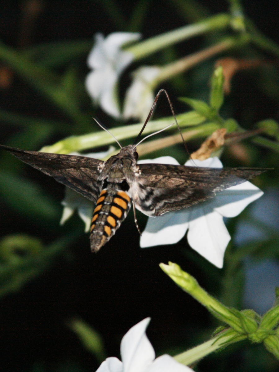 Five Spotted Hawkmoth