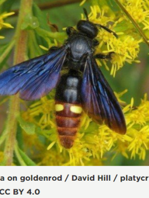 Blue Winged Wasp: A biological control for Japanese Beetles
