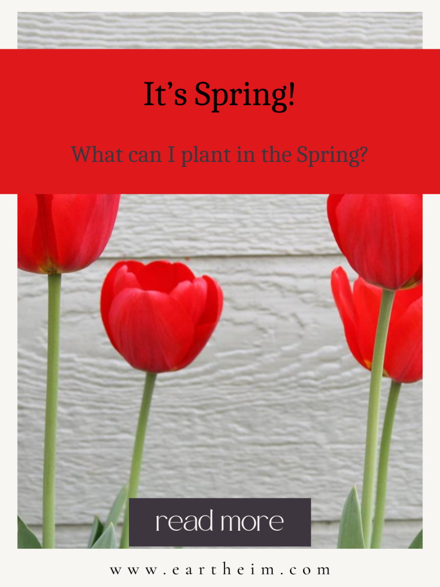 Spring: What Can I Plant & When?