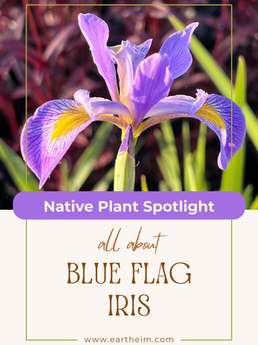 Native Plant Series: Blue Flag Iris