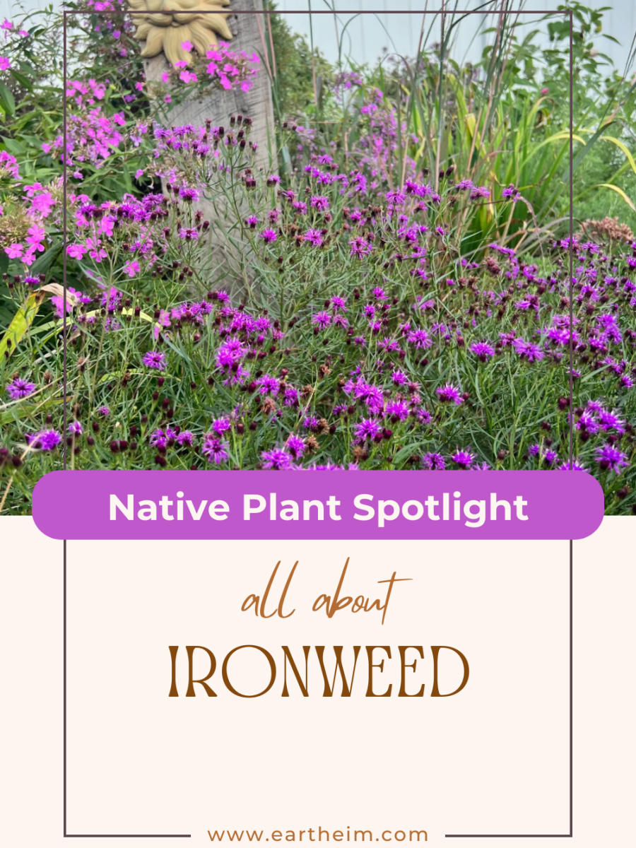 Native Plant Series: Ironweed