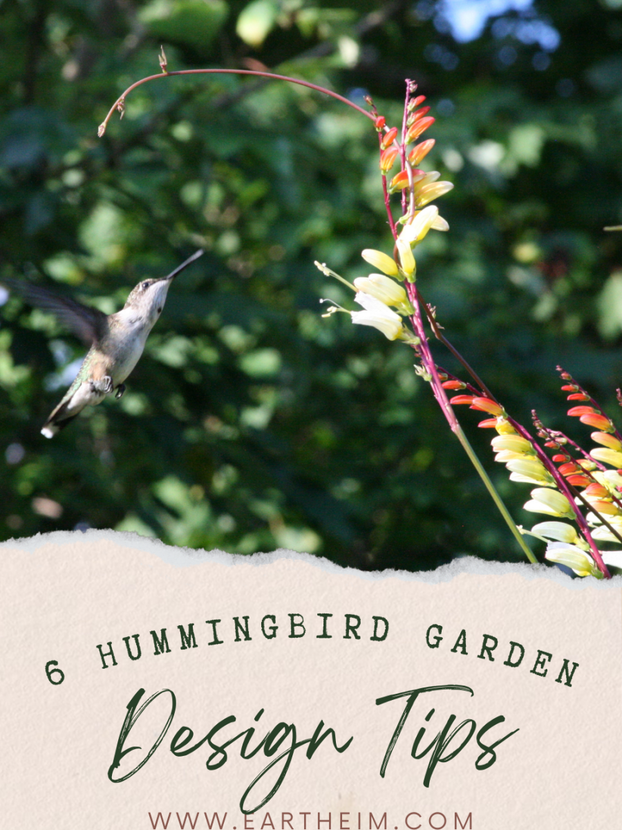 6 Hummingbird Garden Design Ideas