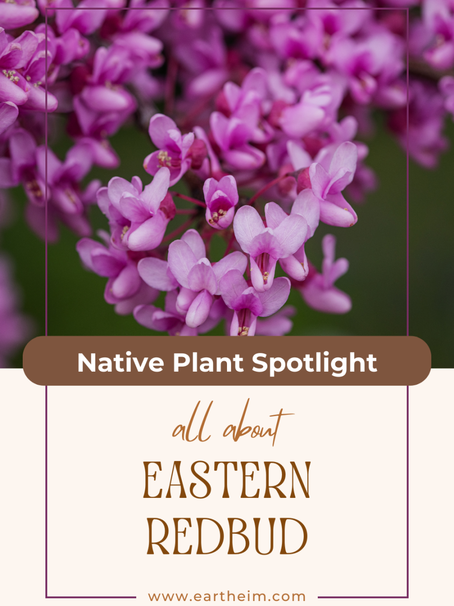 Native Plant Series: Eastern Redbud